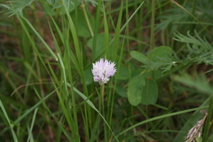Allium geyeri