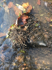 Podostemum ceratophyllum