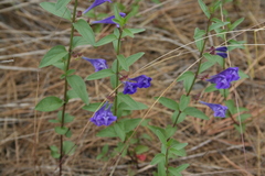 Scutellaria angustifolia