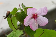 Malvaceae