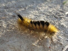 Gynaephora fascelina