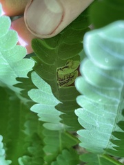 Chirosia filicis