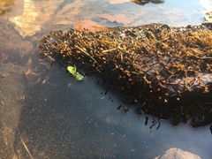 Podostemum ceratophyllum
