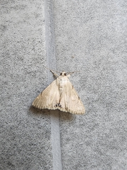 Litoprosopus coachella