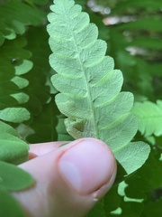 Chirosia filicis