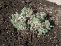 Artemisia schmidtiana