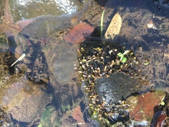 Podostemum ceratophyllum