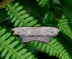 Schidax squamaria