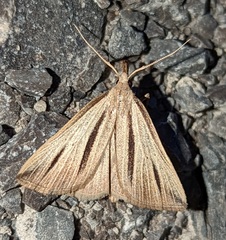 Macrochilo bivittata