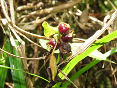 Sabicea villosa