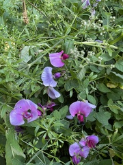 Lathyrus grandiflorus
