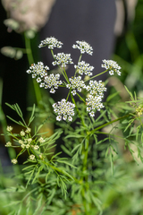 Chaerophyllum prescottii