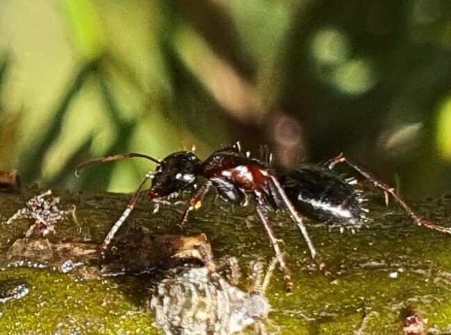 Camponotus kurdistanicus