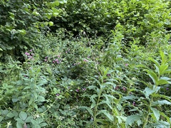 Lathyrus grandiflorus