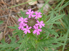 Glandularia chiricahensis