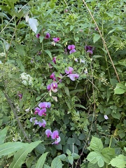 Lathyrus grandiflorus