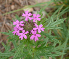 Glandularia chiricahensis