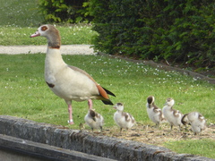 Alopochen aegyptiaca