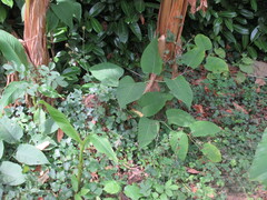 Reynoutria japonica
