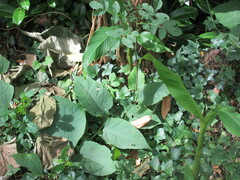 Reynoutria japonica