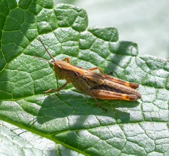 Megaulacobothrus aethalinus