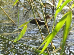 Fulica atra