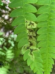 Chirosia filicis
