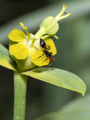 Crematogaster alluaudi