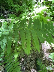 Chirosia filicis