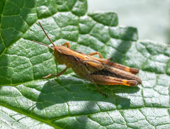 Megaulacobothrus aethalinus