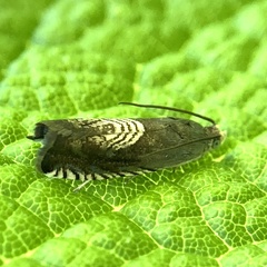 Grapholita tristrigana