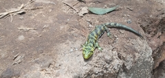 Abronia taeniata