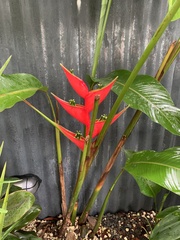 Heliconia stricta