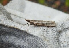 Eudonia leptalaea