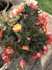 Begonia × tuberhybrida