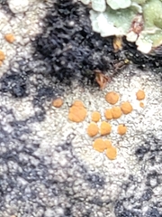 Protoblastenia rupestris