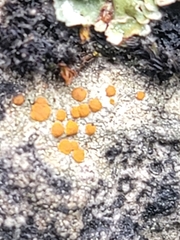 Protoblastenia rupestris