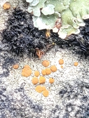 Protoblastenia rupestris