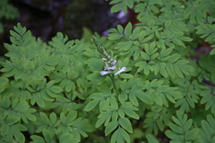 Corydalis caseana hastata