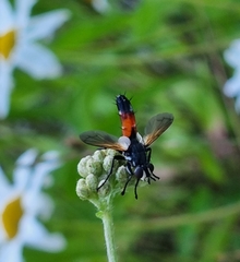 Cylindromyia brassicaria