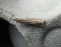 Eudonia leptalaea
