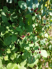 Rubus corylifolius