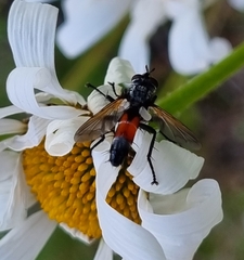 Cylindromyia brassicaria