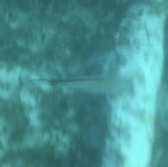 Caranx ruber