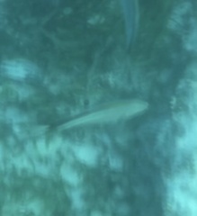 Caranx ruber