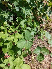 Rubus corylifolius