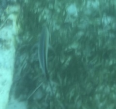 Caranx ruber