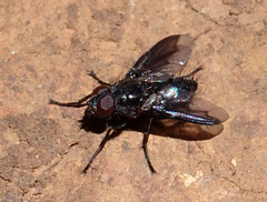 Nyctia lugubris