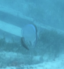 Caranx ruber