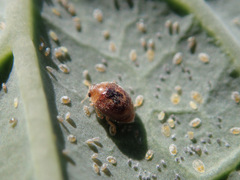 Clitostethus arcuatus